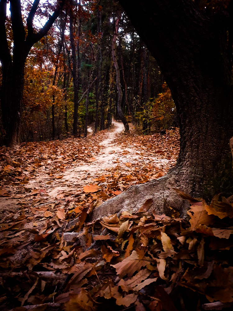 가을 길과 낙엽