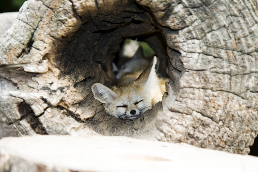 에버랜드 사막여우